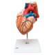 Model srdce s jícnem a průdušnicí - 5 částí
