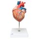 Model srdce velký - 4 části