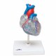 Model srdce s přívodním systémem - 2 části