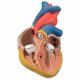 Model srdce klasický - 2 části
