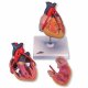 Model srdce s bypassem - 2 části