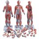 Model svalové anatomie - žena - 21 částí
