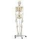 Model lidské kostry - ohebná kostra A