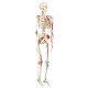 Model lidské kostry - super - se svaly a vazy