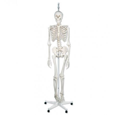 Model kostry - kostra fyziologická