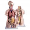 Anatomický model - torzo klasické s otevřeným krkem a zády - 18 částí. Torzo klasické s hlavou - anatomický model lidského trupu a vitřních orgánů. Model trupu je kvalitní a realistickou anatomickou pomůckou, která detailně znázorňuje anatomii lidského těla a vnitřních orgánů.