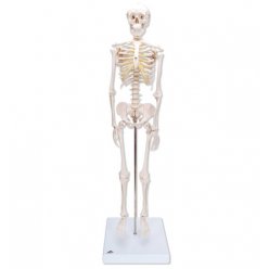 Model kostry - mini