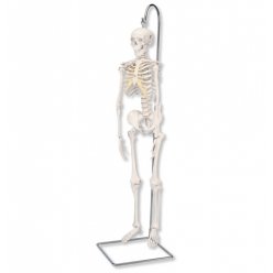 Model kostry - mini se stojanem