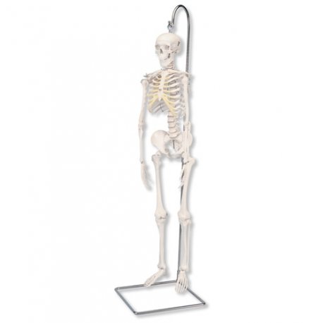 Model kostry - mini se stojanem