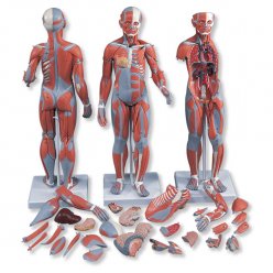 Model svalové anatomie - oboupohlavní - 33 částí - DOPRODEJ