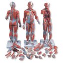 Model svalové anatomie - oboupohlavní - 33 částí - DOPRODEJ