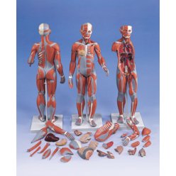 Model svalové anatomie - žena - 21 částí