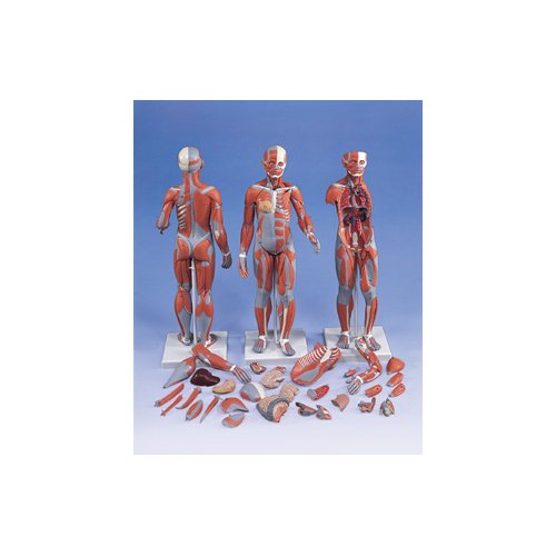 Model svalové anatomie - žena - 21 částí - DOPRODEJ
