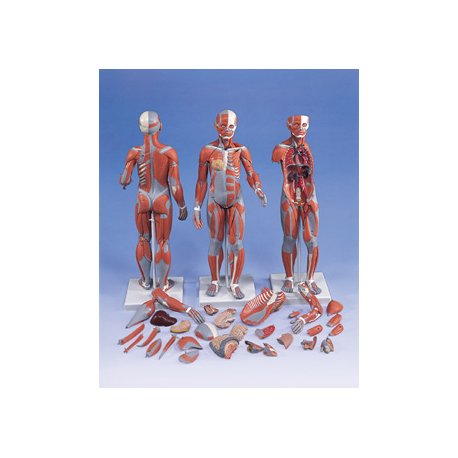 Model svalové anatomie - žena - 21 částí