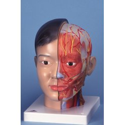 Model hlavy s krkem - 4 části -asijský typ