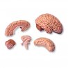 Anatomický model mozku - sestávající z pěti částí. Model je středově sagitálně rozdělen. Jeho levá polovina se dále dá rozdělit na: čelní a temenní lalok, spánkovný a týlní lalok, mozkový kmen a mozeček. Mozek je dodáván s podstavcem, pro snadnější použití např. ve třídách či ordinacích.