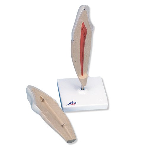 Spodní špičák - model zubu - 2 části