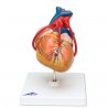Model srdce s přemostěním (s bypassem) - 2 části Anatomický model srdce - rozložitelný na dvě části. Po odejmutí přední části je možné vidět vnitřní strukturu srdečního svalu. Model je téměř v životní velikosti (19x12x12 cm). Model znázorňuje srdeční komory, artie, klapky, žíly a aortu.