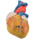 Model srdce klasický - 2 části - DOPRODEJ