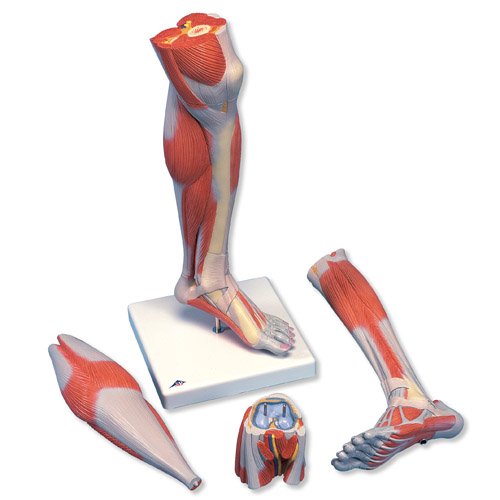 Luxusní model svalstva dolní končetiny - bérec a koleno - 3 část