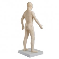 Model člověka s akupunkturními body