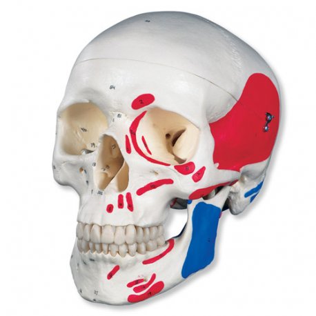 Lebka klasická se svaly - malovaná - 3 části