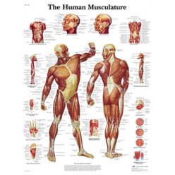 Schéma - lidské svalstvo - AJ - 50x67 cm