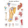Schéma obsahuje detailní popisky anatomických struktur v angličtině a odborné názvy v latině. Anatomický plakát je skvělou výukovou pomůckou pro pacienty na ortopedickém oddělení. 