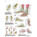 Schéma - lidská noha a kotník - AJ - 50x67 cm