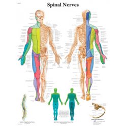 Schéma - spinální nervy - papír - 50x67 cm