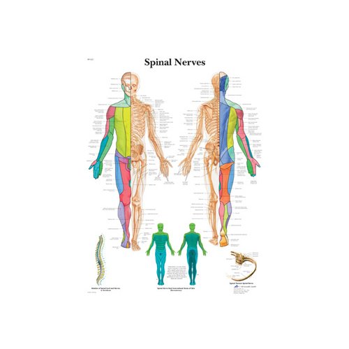 Schéma - spinální nervy - AJ - 50x67 cm