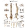 Schéma lidské páteře prezentuje obratle, meziobratlové ploténky i patologické jevy na páteři člověka. Anatomii a patologii lidské páteře zobrazenou na plakátu ocení hlavně ortopedové, kteří můžou lehce vzdělávat pacienty. Odborné výrazy jsou v latině, ostatní informace jsou v angličtině.