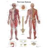 Tento anatomický plakát prezentuje velmi důležitou soustavu lidského těla - nervový systém člověka. Na lamino provedení můžete bez obav psát nepernamentním fixem. Odborné názvy anatomických struktur nervového systému jsou v latině, ostatní popisky této soustavy jsou v angličtině.