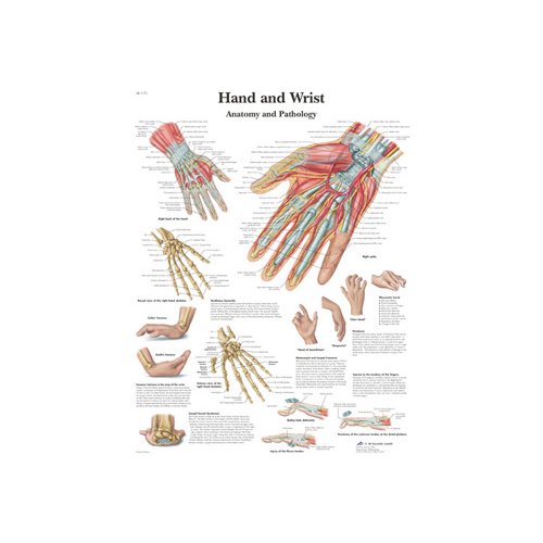 Schéma - lidská ruka a zápěstí - AJ - 50x67 cm