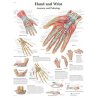Kvalitní anatomický plakát se strukturami lidské ruky a zápěstí je vyroben z UV odolného papíru, na světle barvy nevyblednou. Plakát je vhodný na zavěšení do ordinací ortopedů i chirurgů. Odborné názvy anatomických struktur ruky jsou v latině, ostatní popisky jsou v angličtině.
