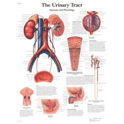 Schéma - lidská močová soustava - AJ - 50x67 cm - DOPRODEJ