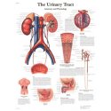 Schéma - lidská močová soustava - AJ - 50x67 cm - DOPRODEJ