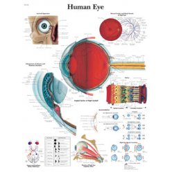 Schéma - lidské oko - papír - 50x67 cm