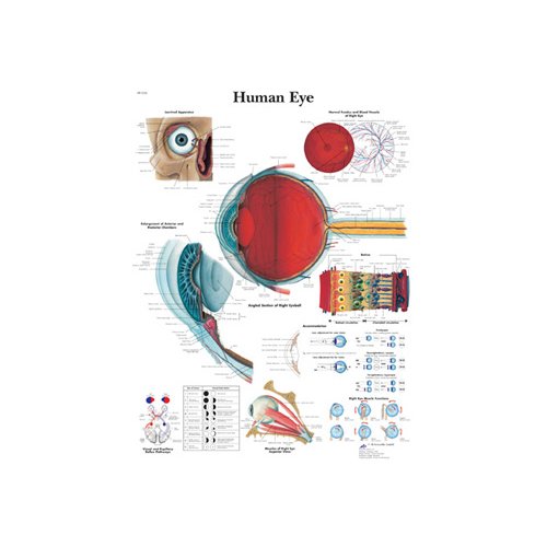 Schéma - lidské oko - AJ - 50x67 cm