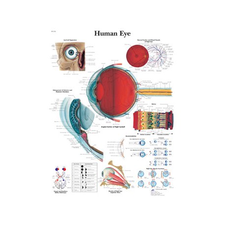 Schéma - lidské oko - papír - 50x67 cm