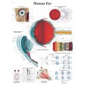 Schéma - lidské oko - AJ - 50x67 cm