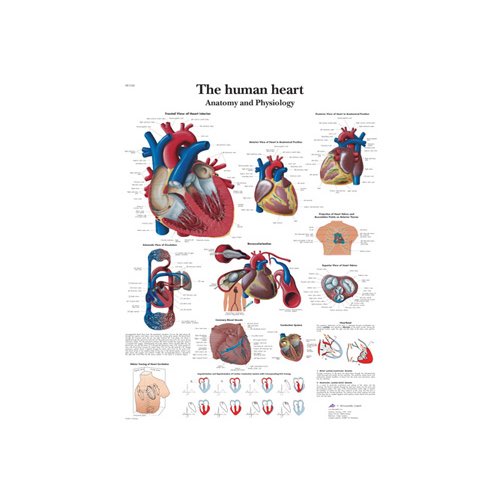 Schéma - lidské srdce - AJ - 50x67 cm