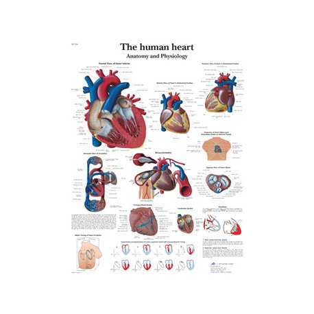 Schéma - lidské srdce - papír - 50x67 cm