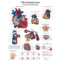 Schéma - lidské srdce - AJ - 50x67 cm
