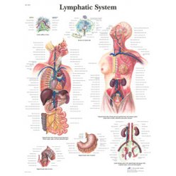 Schéma - lymfatický systém - papír - 50x67 cm