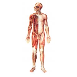 Schéma - nervový systém čelní pohled - papír - 84x200 cm - DOPRODEJ