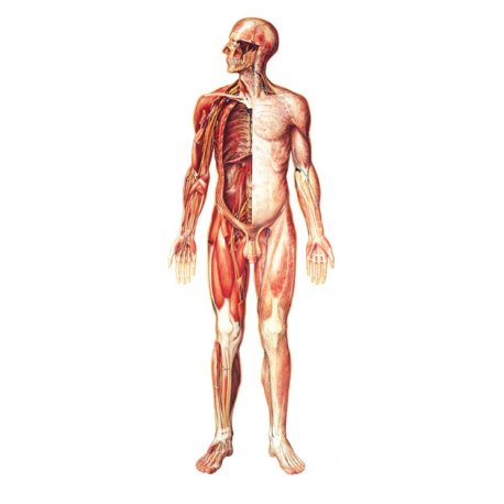 Schéma - nervový systém čelní pohled - papír - 84x200 cm