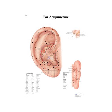 Schéma - ucho akupunktura - lamino - 50x67 cm