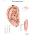 Schéma - lidské ucho - akupunktura - AJ - 50x67 cm