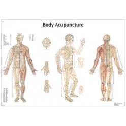 Schéma - akupunkturní body - papír - 68x98 cm